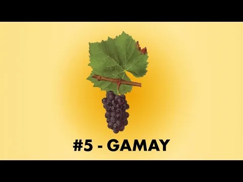 le vin gamay : histoire et caractéristiques